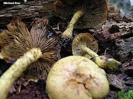 Attēlu rezultāti vaicājumam “Pholiota flammans”