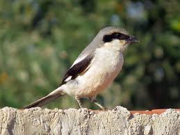 Attēlu rezultāti vaicājumam “Lanius excubitor”