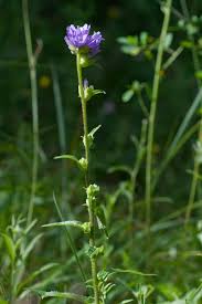 Attēlu rezultāti vaicājumam “Campanula cervicaria”