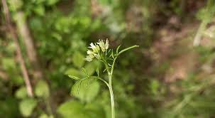 Attēlu rezultāti vaicājumam “Cardamine impatiens”