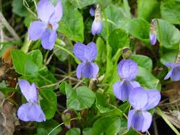 Attēlu rezultāti vaicājumam “Viola hirta”