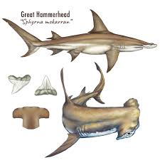 Image result for Sphyrna