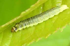 Attēlu rezultāti vaicājumam “Pandemis cerasana”