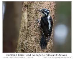Attēlu rezultāti vaicājumam “Picoides tridactylus adult”