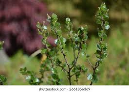 Attēlu rezultāti vaicājumam “Betula nana leaf”