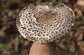 Attēlu rezultāti vaicājumam “Lepiota aspera”