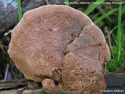 Attēlu rezultāti vaicājumam “Hapalopilus nidulans”