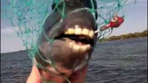 Image result for Archosargus probatocephalus