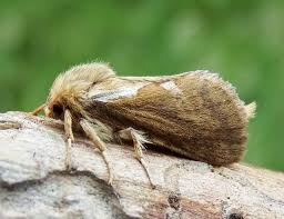 Attēlu rezultāti vaicājumam “Hepialus lupulinus”