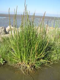 Attēlu rezultāti vaicājumam “Triglochin maritimum”