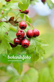 Attēlu rezultāti vaicājumam “Crataegus monogyna fruit”