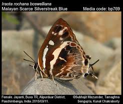 Attēlu rezultāti vaicājumam “Scardia boletella exuvia”