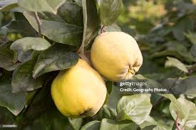 Attēlu rezultāti vaicājumam “Cydonia oblonga fruit”