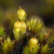 Attēlu rezultāti vaicājumam “Orthotrichum patens sporophyte”