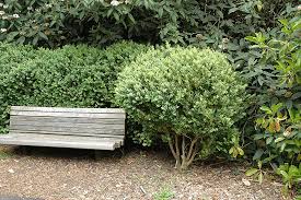Attēlu rezultāti vaicājumam “Buxus sempervirens”