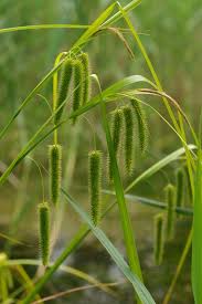 Attēlu rezultāti vaicājumam “Carex pseudocyperus male flower”