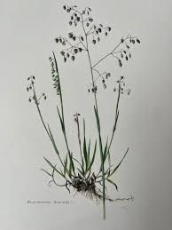 Attēlu rezultāti vaicājumam “Briza media”