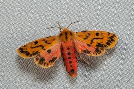 Attēlu rezultāti vaicājumam “Spilosoma sp.”
