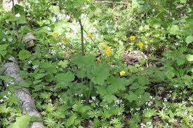Attēlu rezultāti vaicājumam “Ranunculus lanuginosus bud”
