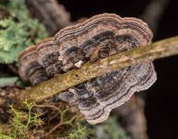 Attēlu rezultāti vaicājumam “Hymenochaete tabacina”