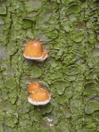 Attēlu rezultāti vaicājumam “Postia leucomallella”