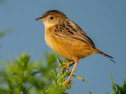 Image result for Cisticola juncidis