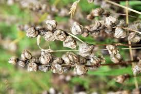 Attēlu rezultāti vaicājumam “Rhinanthus serotinus fruit”