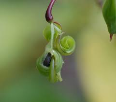 Attēlu rezultāti vaicājumam “Impatiens glandulifera fruit”