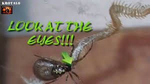 Attēlu rezultāti vaicājumam “Geophilidae”