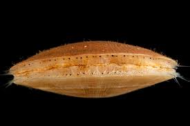 Image result for Placopecten magellanicus