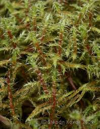 Attēlu rezultāti vaicājumam “Rhytidiadelphus squarrosus”