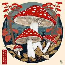 Attēlu rezultāti vaicājumam “Amanita muscaria”