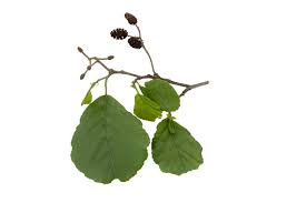 Attēlu rezultāti vaicājumam “Alnus glutinosa fruit”