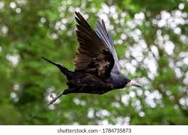 Attēlu rezultāti vaicājumam “Corvus frugilegus adult”