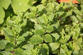 Attēlu rezultāti vaicājumam “Mentha spicata”