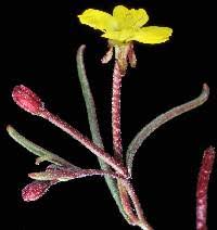 Attēlu rezultāti vaicājumam “Onagraceae”