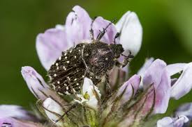 Attēlu rezultāti vaicājumam “Oxythyrea funesta imago”