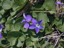 Attēlu rezultāti vaicājumam “Viola sororia flower”