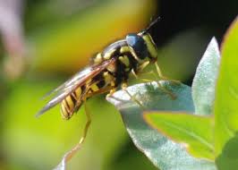 Attēlu rezultāti vaicājumam “Chrysotoxum sp.”