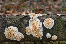 Attēlu rezultāti vaicājumam “Basidioradulum radula”