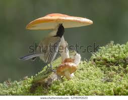 Attēlu rezultāti vaicājumam “Poecile montanus adult”