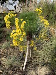 Image result for Coreopsis