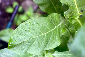Attēlu rezultāti vaicājumam “Nicotiana tabacum leaf”