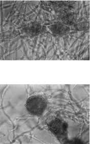 Attēlu rezultāti vaicājumam “Petractis sp.”