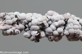 Attēlu rezultāti vaicājumam “Diderma chondrioderma spores”