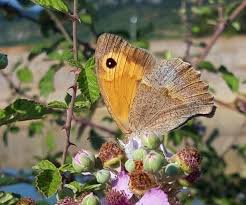 Attēlu rezultāti vaicājumam “Maniola jurtina”