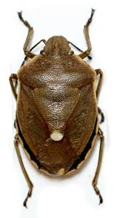 Attēlu rezultāti vaicājumam “Chlorochroa pinicola”