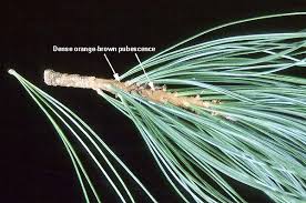 Image result for Pinus cembra