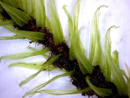 Attēlu rezultāti vaicājumam “Aulacomnium palustre”