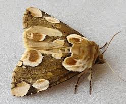 Attēlu rezultāti vaicājumam “Thyatira batis imago”